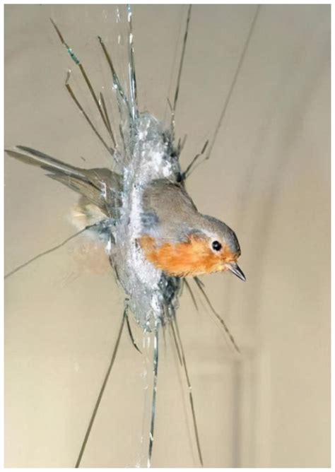 鳥撞玻璃徵兆 流產後吃什麼